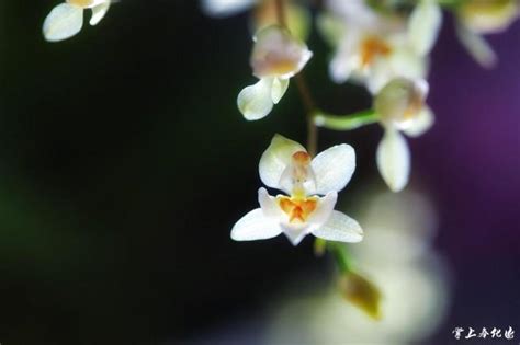 文心蘭花語|文心蘭花語：隱藏的愛，快樂無憂，寓意忘卻煩